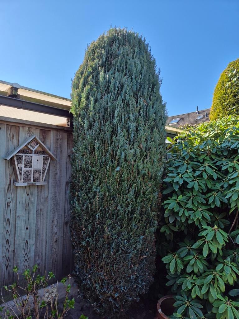 Conifeer, Ophalen, Bloeit niet, Halfschaduw, Overige soorten