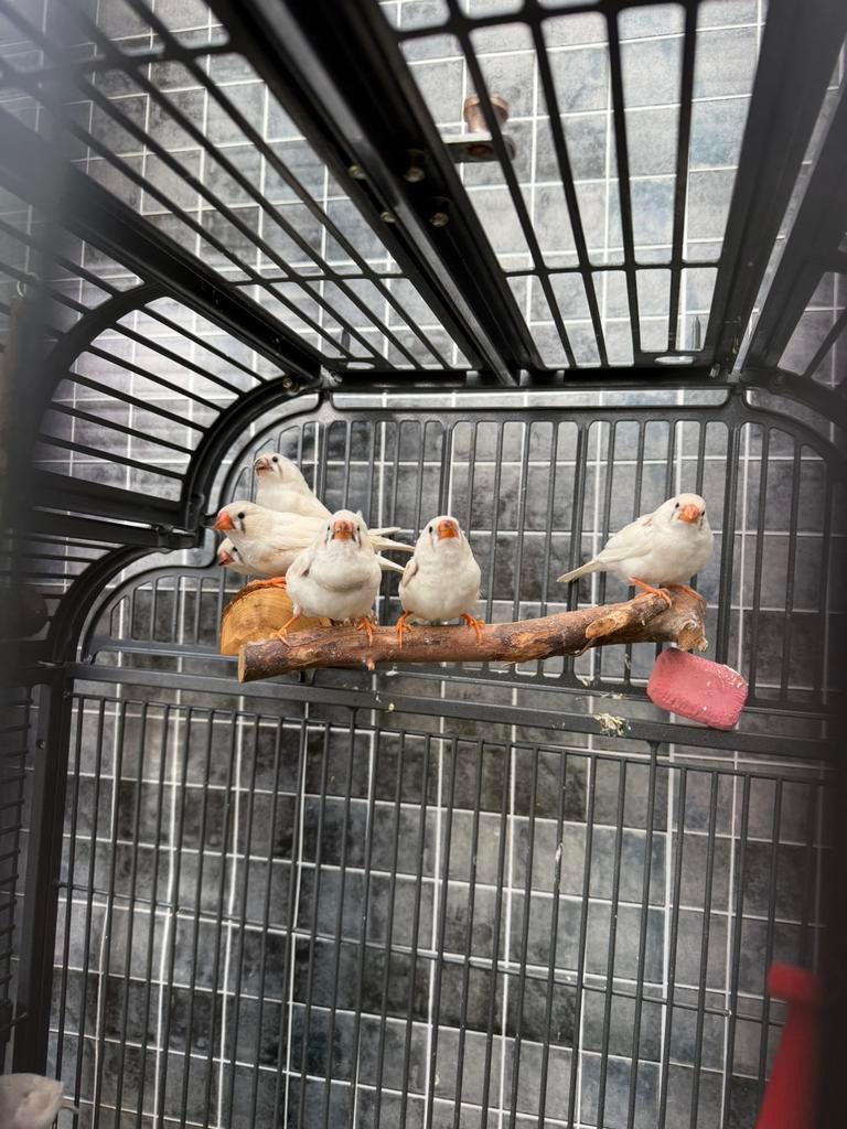 Zebravinken, Dieren en Toebehoren, Meerdere dieren, Kleurkanarie