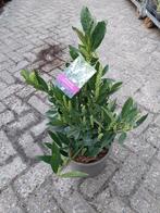 Prunus laurocerasus 'Otto Luyken' in pot, Ophalen, Overige soorten, Volle zon