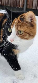 Kattenoppas, Mei, Meerdere dieren