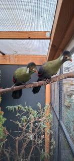 1-1 Witwang Toerako's, Meerdere dieren