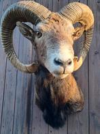 Eyecatcher: grote moeflon ram met zeer grote hoorns Opgezet, Ophalen of Verzenden, Zo goed als nieuw, Opgezet dier
