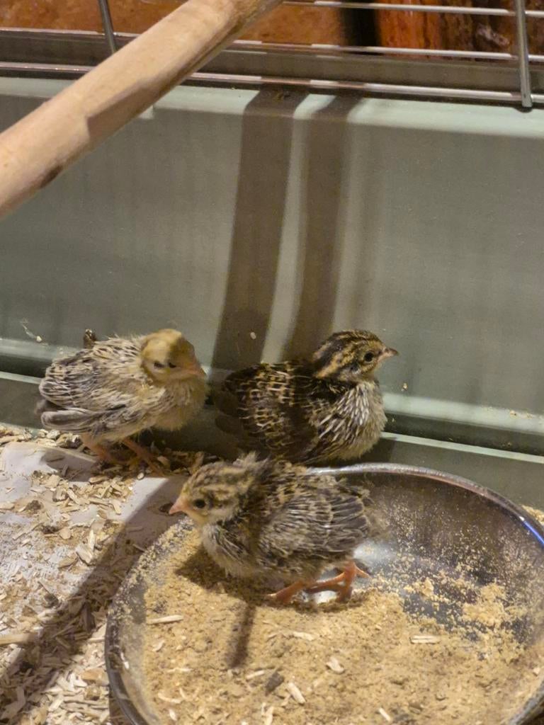 Chinese dwergkwartels, Meerdere dieren, Overige soorten