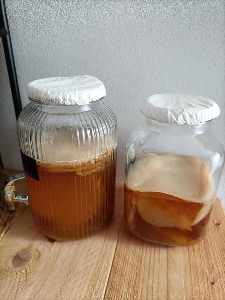 Kombucha scoby, Diversen, Ophalen