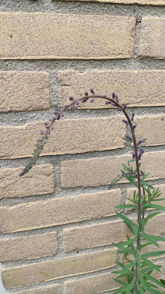 Walstroleeuwenbek, Ophalen, Overige soorten, Volle zon