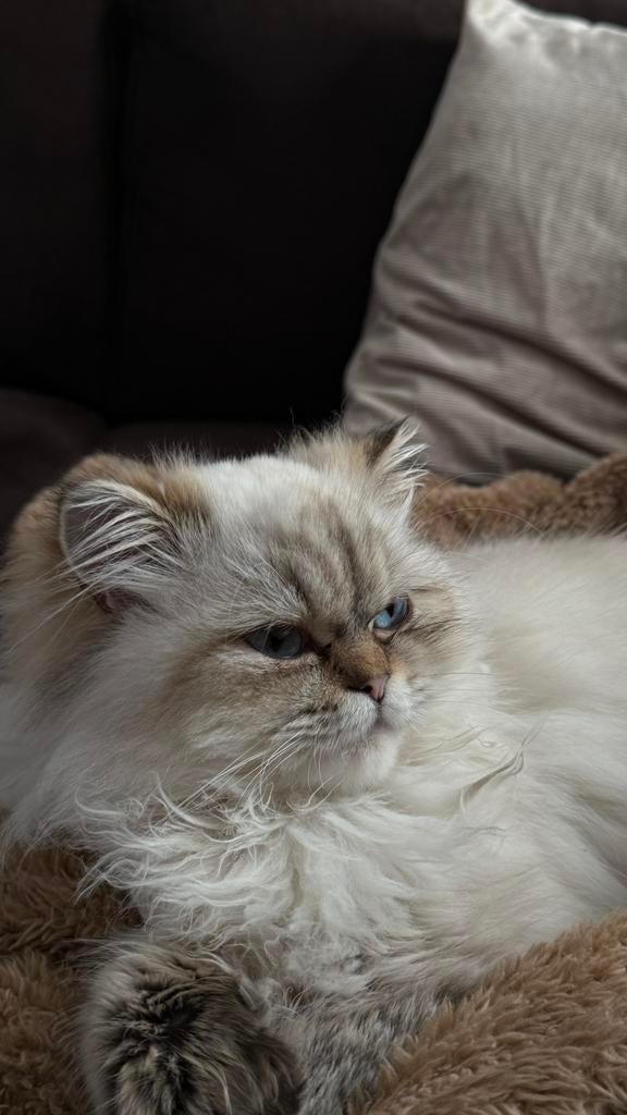 Dekkater gezocht voor Perzische poes (GRATIS), Poes, Ingeënt