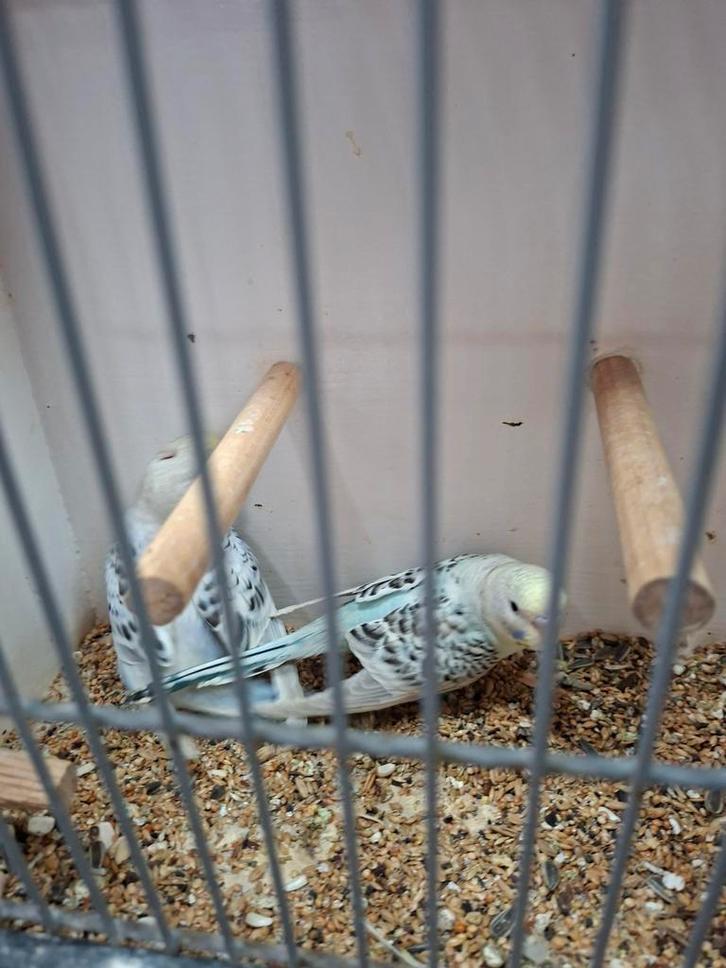 Mooie grasparkieten, Dieren en Toebehoren, Vogels | Parkieten en Papegaaien, Parkiet, Meerdere dieren, Tam