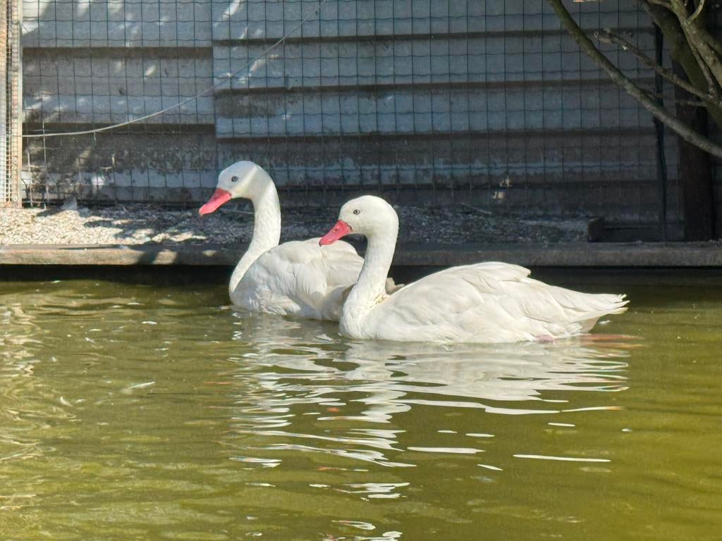 Mooi koppel coscoroba zwanen van 2024, Dieren en Toebehoren, Meerdere dieren, Overige soorten