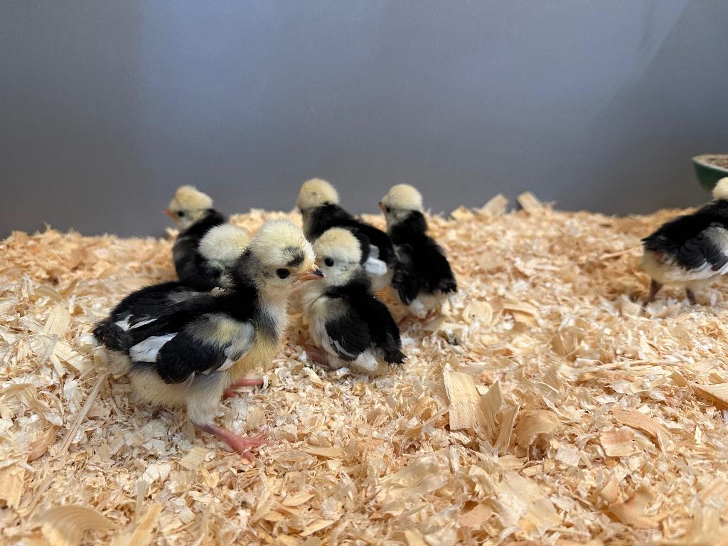 Hollandse Kuifhoen kriel kuikens gesekst en ingeënt, Dieren en Toebehoren, Pluimvee, Meerdere dieren, Kip