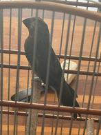 Twa twa jongman, Dieren en Toebehoren, Vogels | Parkieten en Papegaaien, Meerdere dieren, Parkiet