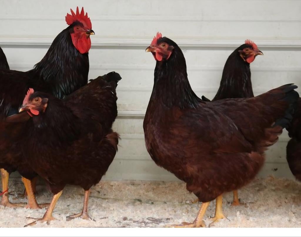 Te koop 3 hennen 1 haan red islander kippen, Dieren en Toebehoren, Pluimvee, Meerdere dieren, Kip