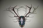 gewei edelhert hert skull, Ophalen, Zo goed als nieuw, Hert, Gewei of Kop