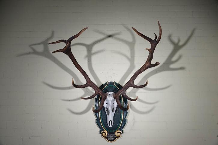 gewei edelhert hert skull, Verzamelen, Dierenverzamelingen, Zo goed als nieuw, Gewei of Kop, Hert, Ophalen