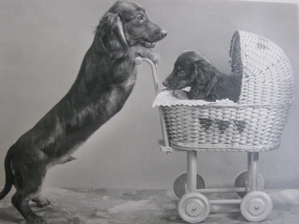 Oude Echte Foto Kaart - Teckel met Poppenwagen, Verzenden, 1940 tot 1960, Ongelopen, Overige thema's