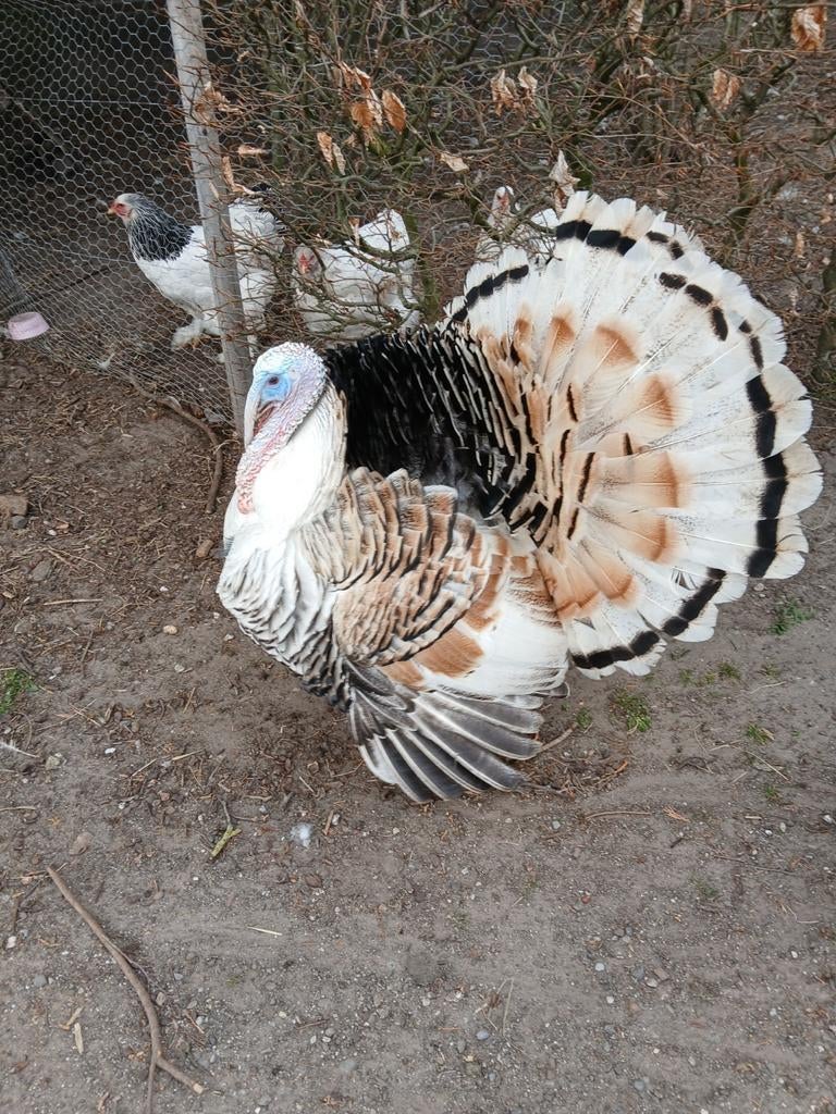 Kalkoen haan, Mannelijk, Kalkoen