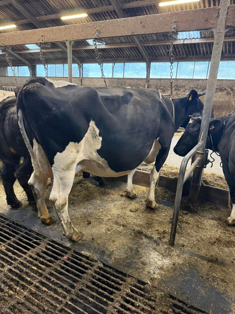 3 grupstal melk koeien te koop, Dieren en Toebehoren, Vrouwelijk, 3 tot 6 jaar