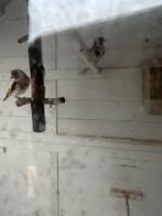 Majoor putter, Dieren en Toebehoren, Mannelijk, Wildzangvogel