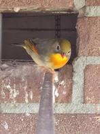 Bewezen Japanse nachtegaal pop, Vrouwelijk