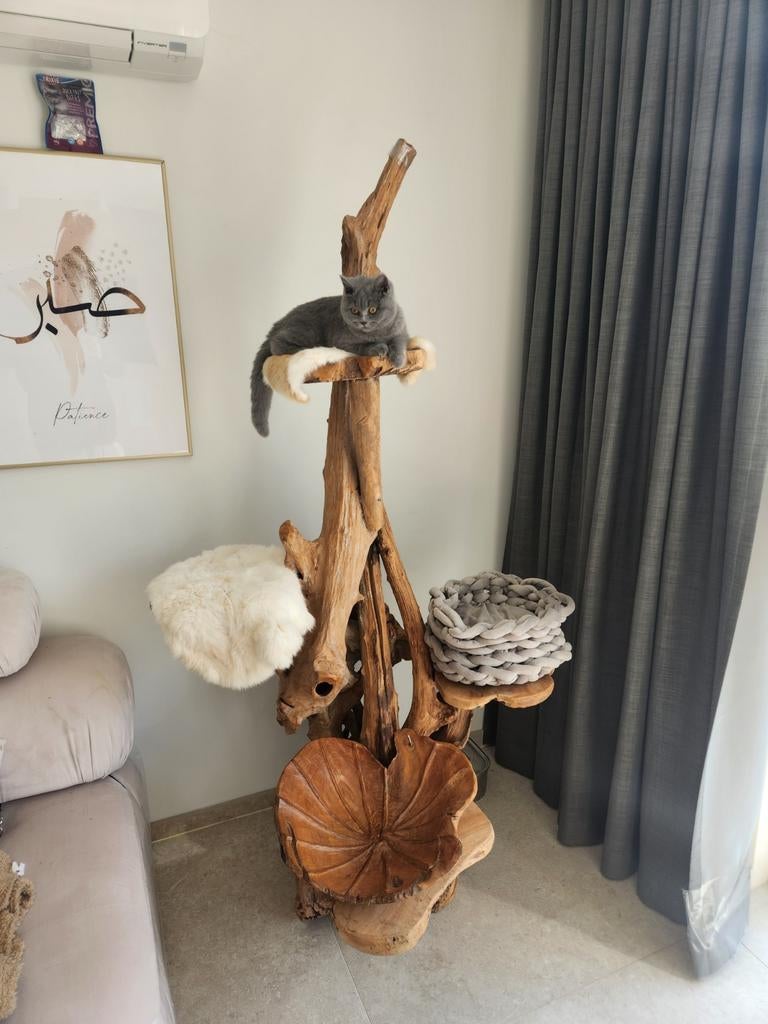 Luxe kattenboom, Dieren en Toebehoren, Krabmeubelen, Ophalen of Verzenden, Krabpaal