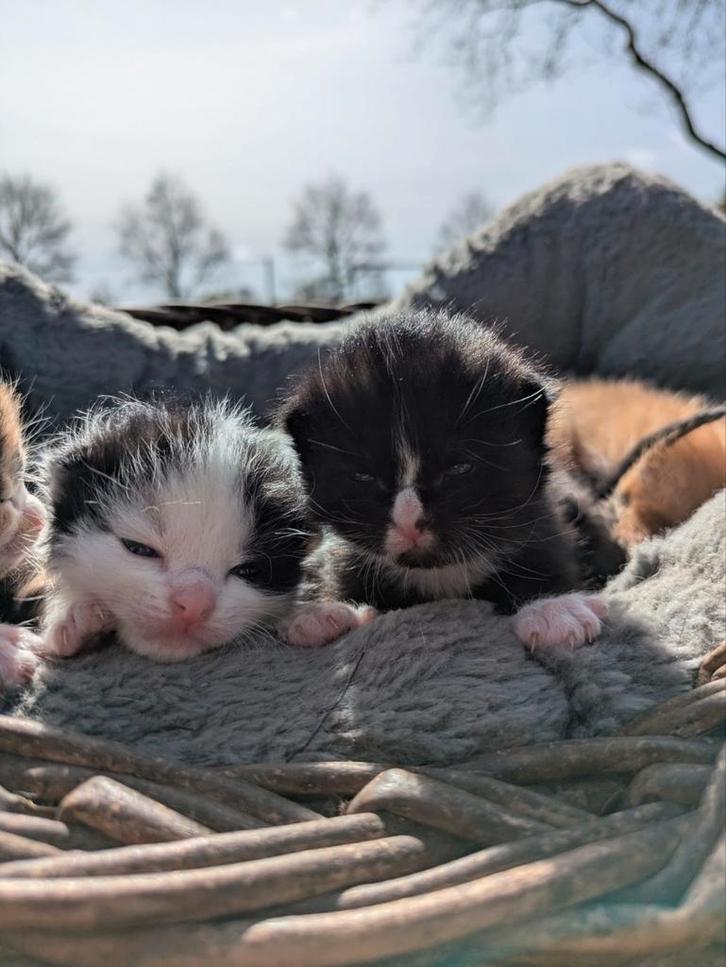 Deze lieve kittens zoeken een baasje, Dieren en Toebehoren, Katten en Kittens | Overige Katten, Kortharig, Meerdere dieren, 0 tot 2 jaar
