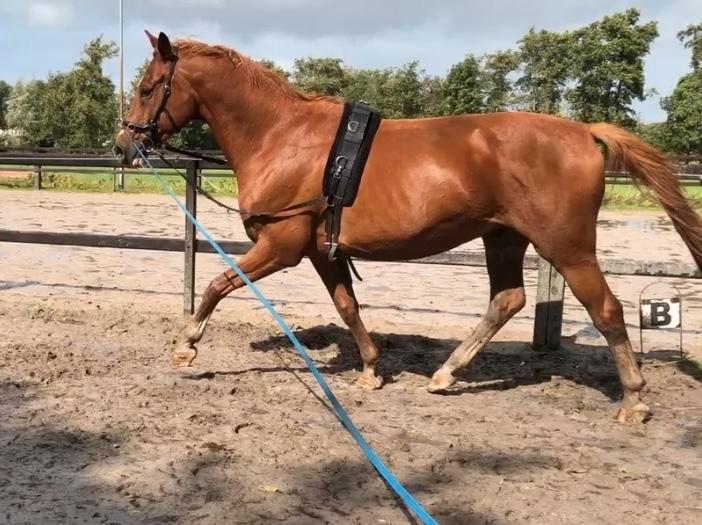 Allround knappe vos ruin +/-167 evt lease koop / afbetaling., Dieren en Toebehoren, Paarden, Ruin, Niet van toepassing, 165 tot 170 cm