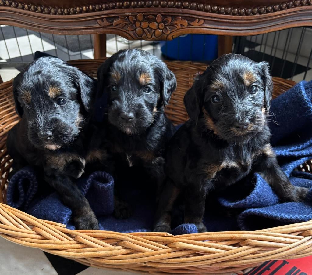 Prachtig nest medium Australian labradoodle pups, Dieren en Toebehoren, Honden | Niet-rashonden, 8 tot 15 weken, Parvo, Meerdere