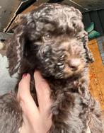 Nog 1 Choco bruine labradoodle reutje, Parvo, Overige rassen, 8 tot 15 weken, Meerdere