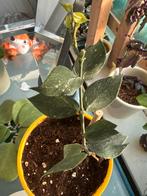 Hoya Australis Lisa - Prachtige Klimplant, Vaste plant, Ophalen of Verzenden, Halfschaduw, Klimplanten