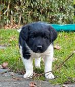 Reu Friese stabij pups, Reu, 8 tot 15 weken, Meerdere, Nederland