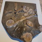 Ichtyosaur (Stenopterygius quadriscissus) botten, Ophalen of Verzenden, Fossiel