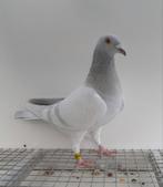 Postduif kleurpostduif kleurpostduiven, Dieren en Toebehoren, Mannelijk, Postduif
