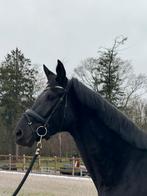 Knappe  4 jr zwarte dressuur merrie!Kern gezond, zadelmak!, Dieren en Toebehoren, Paarden, Merrie, Met stamboom, Dressuurpaard