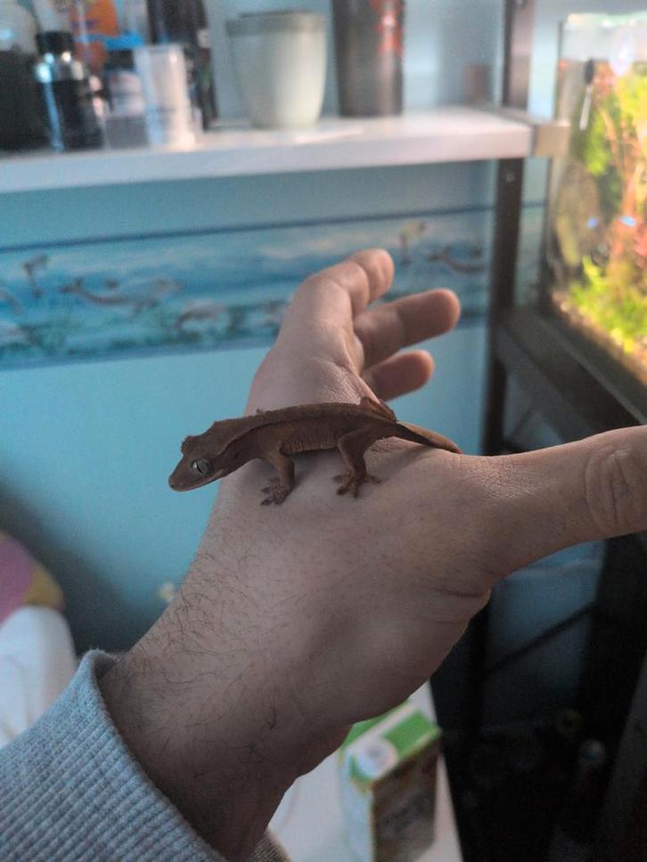 Wimper gekkos babys verschillende bruin/orange tinten Crested Gecko - unknown for sale from crestie