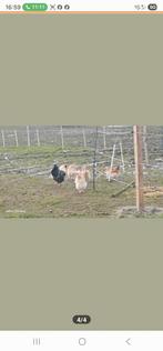 gratis brengen van Zand, grond, Tuin en Terras, Ophalen, Tuinaarde