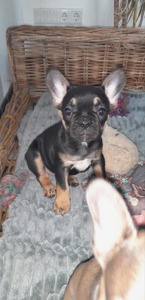 Fransebulldog pups Franse bulldog, Dieren en Toebehoren, Parvo, 8 tot 15 weken, Bulldog, Meerdere