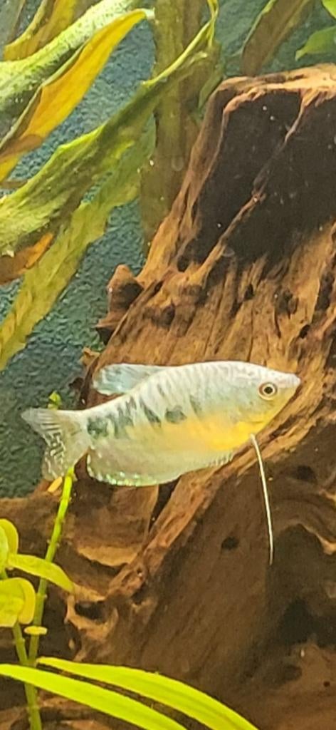 Marmer Gourami, Dieren en Toebehoren, Vissen | Aquariumvissen, Vis, Zoetwatervis