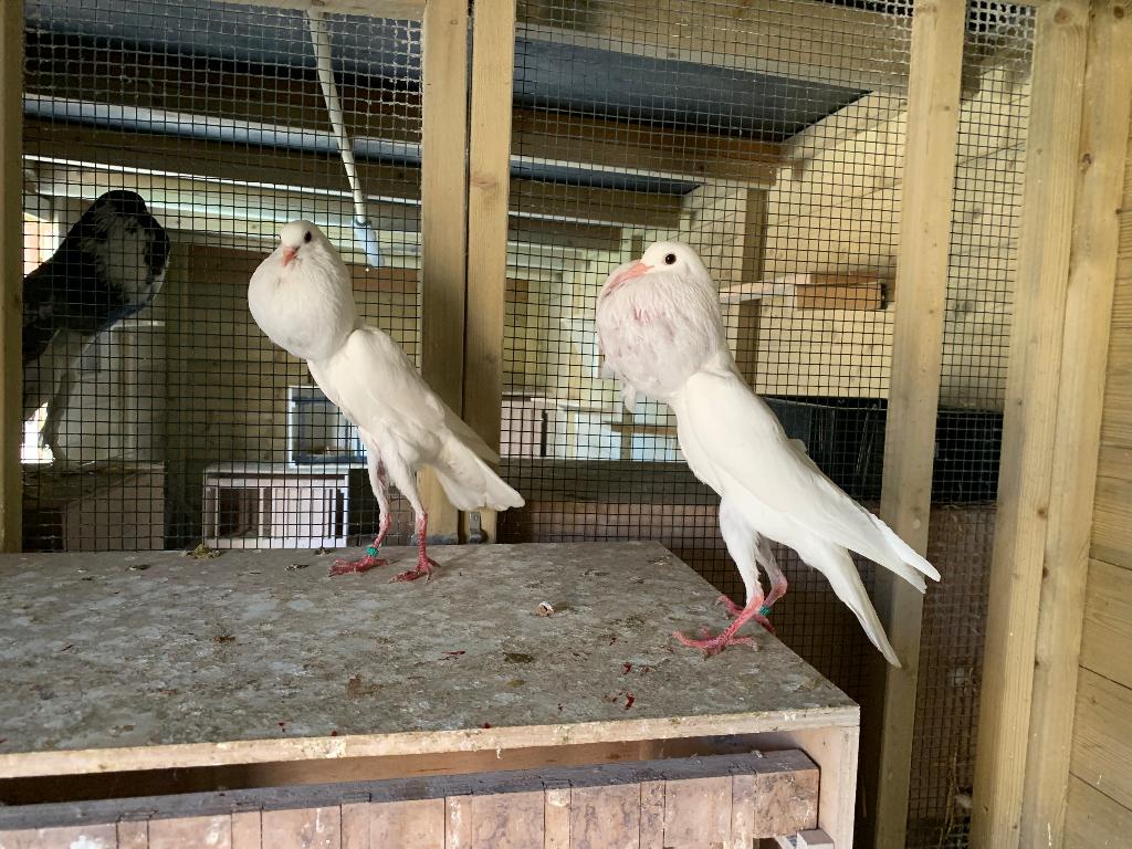 Koppel witte brunners, Dieren en Toebehoren, Vogels | Duiven, Meerdere dieren, Kropper