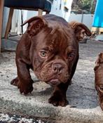 micro extreem Chester pups, Dieren en Toebehoren, Particulier, 15 weken tot 1 jaar, Buitenland, Parvo