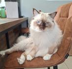 Ragdoll herplaats kater met stamboom, Kater, Met stamboom, 0 tot 2 jaar
