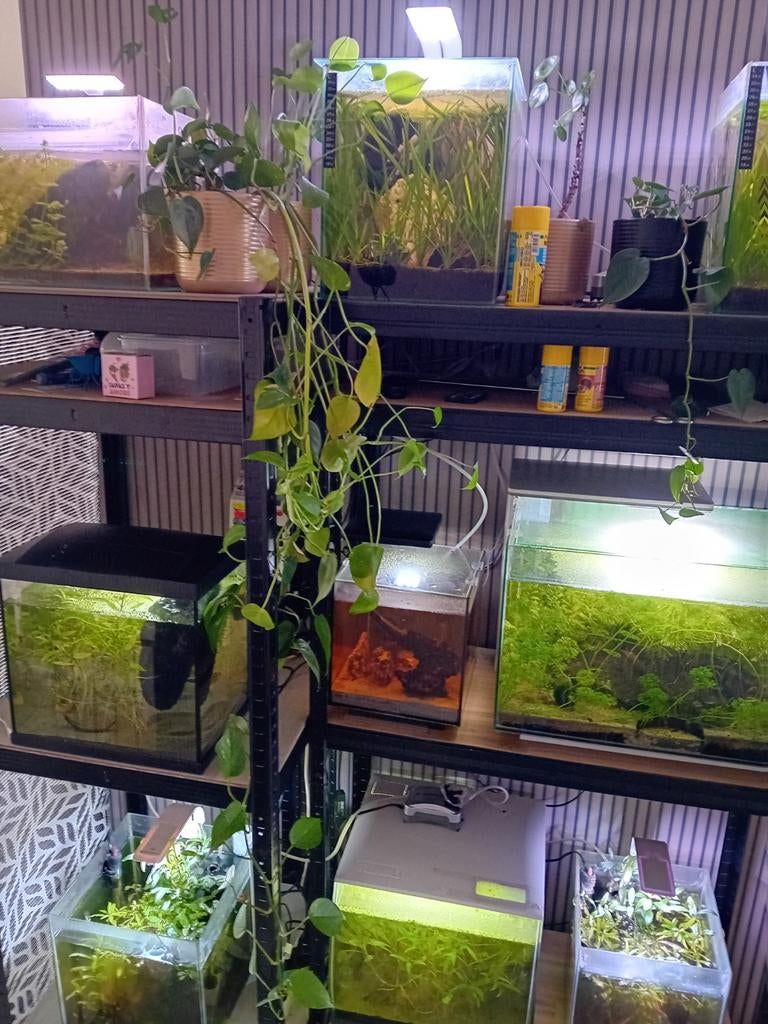 9 aquariums te koop, Dieren en Toebehoren, Vissen | Aquaria en Toebehoren, Ophalen, Zo goed als nieuw