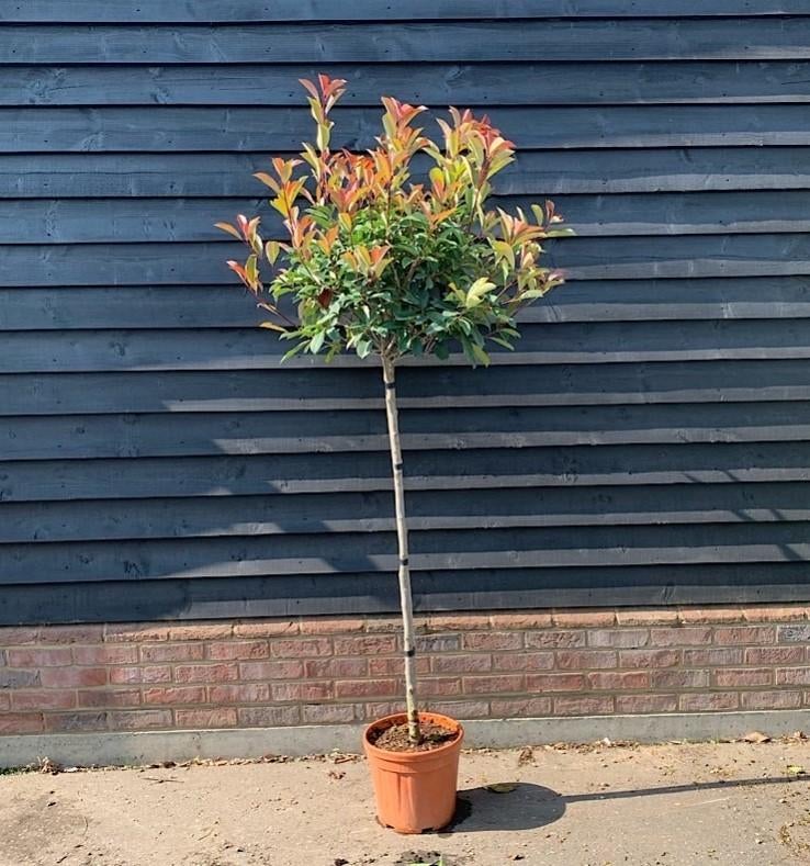 Photinia Fraseri - Red Robin op stam, Tuin en Terras, Halfschaduw, Ophalen of Verzenden, Lente, 100 tot 250 cm