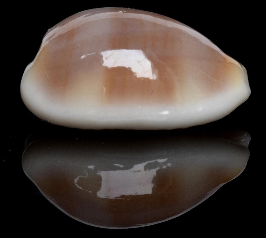 Schelpen: Cypraea artufelli 12,2mm (F+++) Japan,   Zeldzaam!, Ophalen of Verzenden, Schelp(en)