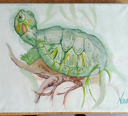 schilderij schildpad, Antiek en Kunst, Kunst | Schilderijen | Klassiek, Ophalen of Verzenden