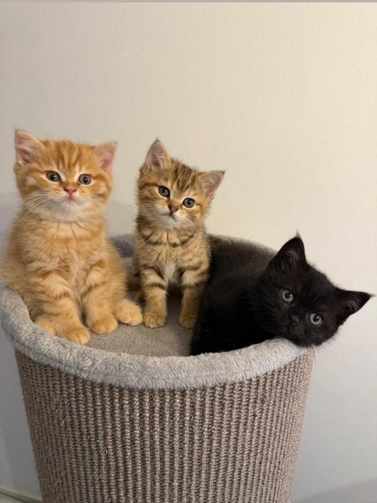 Lieve Britse Korthaar kittens zoeken een nieuw thuis!, Dieren en Toebehoren