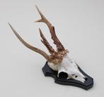 Groot 3-STANGEN REE GEWEI op houten schild (abnorm)