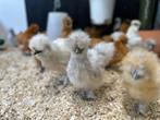 Jonge tamme Zijdehoen kriel kippen gesekst & ingeënt, Dieren en Toebehoren, Pluimvee, Vrouwelijk, Kip
