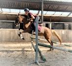 Zeer unieke, silverdapple sportieve eyecatcher D pony!️, Dieren en Toebehoren, Pony's, Merrie, Dressuurpony, 3 tot 6 jaar, D pony (1.37m tot 1.48m)