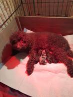 Tekoop aangeboden 4 prachtige Labradoodle pups, Overige rassen, 8 tot 15 weken, Meerdere, Meerdere dieren