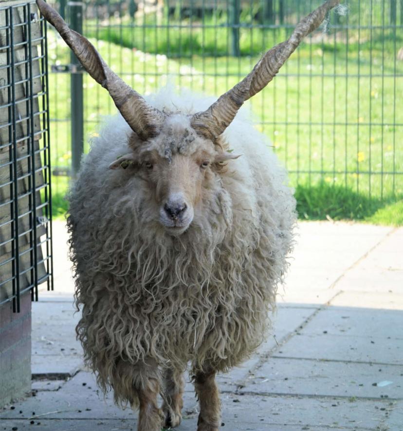 Gezocht racka dekram, Mannelijk, Schaap