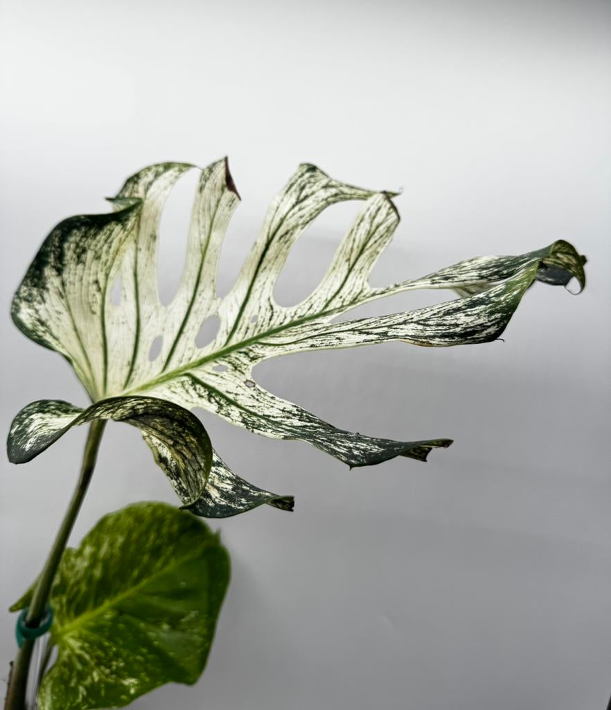 Monstera Devil Monster Variegata, Huis en Inrichting, Kamerplanten, Ophalen of Verzenden, Halfschaduw, Minder dan 100 cm